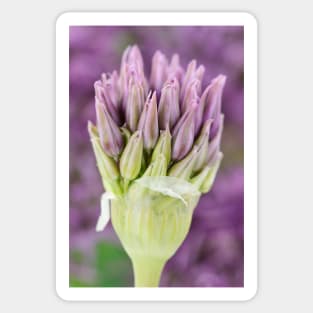 Allium stipitatum &#39;Violet Beauty&#39; Sticker